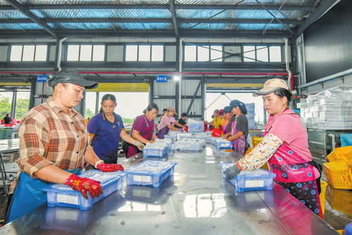 ?？诙帱c(diǎn)發(fā)力推動(dòng)火山荔枝香飄海外